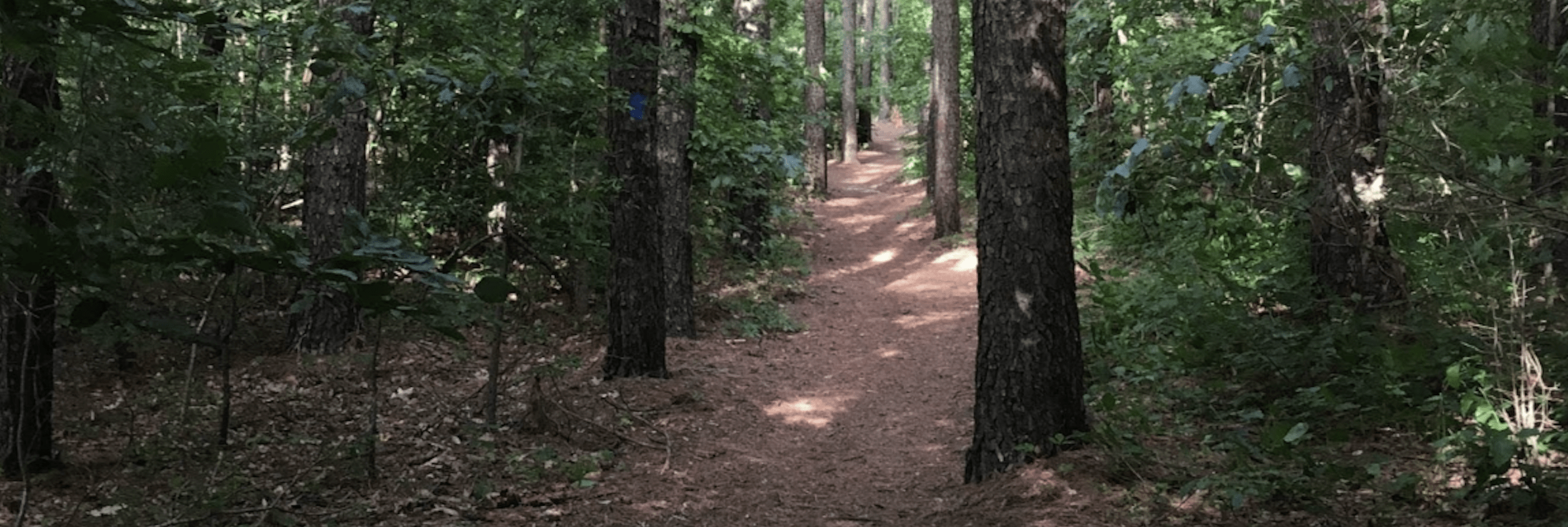 A path leading into the forest